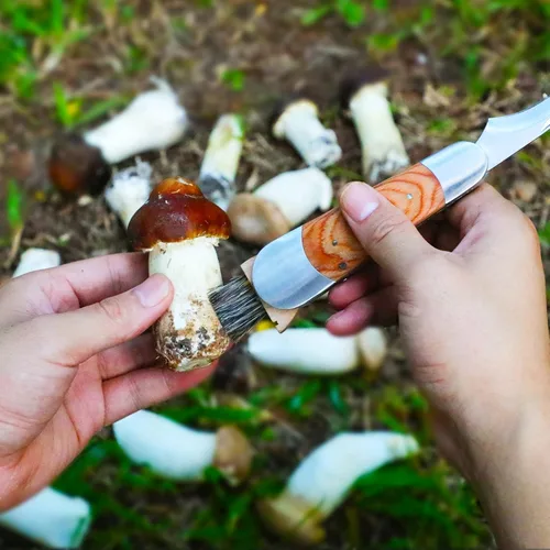 Miniatura 3 de Coowolf Cuchillo para setas con cepillo y funda, hoja curva de acero inoxidable, mango de madera dura, diseño plegable de 18 cm, para morillas