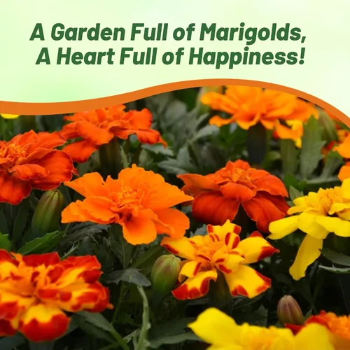 Miniatura 6 de Outsidepride 250 semillas anuales Tagetes Patula Outback French Marigold Garden Flower Seed Mix para plantar French Outback Mix