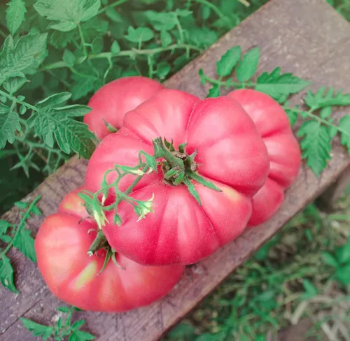 Miniatura 2 de Semillas de tomate rosa Bogema para plantar aproximadamente 30 semillas para plantar sin OMG