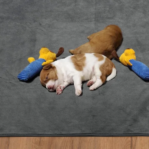 Miniatura 8 de Almohadillas lavables para orina de perro 24x36 pulgadas paquete de 2 reutilizables, alfombrillas absorbentes antideslizantes para perros