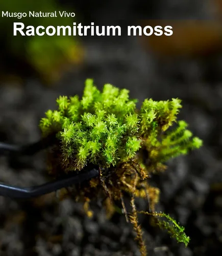 Miniatura 7 de Live Moss - Paquete de 4 (cada uno de 3.5 x 7 pulgadas), musgo mezclado real para terrarios, hábitats de reptiles, jardines de hadas y plantas