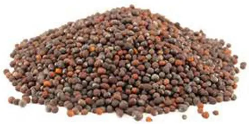 Miniatura 4 de Semillas de brócoli sin OMG para brotar brotes Microgreens (2 onzas de Pure Seed). Marca Country Creek LLC.