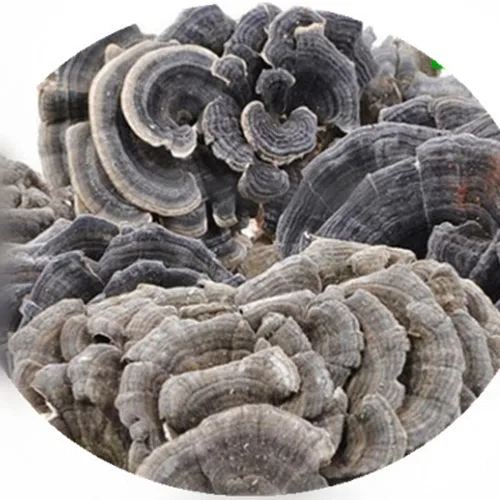 Coriolus versicolor, hongo de cola de pavo, conk arcoíris, CORIOLUS Pure Coriolus Versicolor, Conk de arco iris seco salvaje, 100% Coriolus