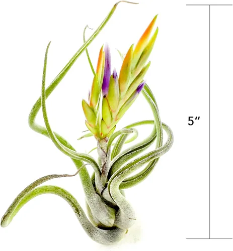 Miniatura 4 de ragnaroc Air Plants - Tillandsia Caput Medusae Floreciente, Grande 5-7" - 1ct - Llegada Viva Garantizada - Plantas de Casa para Decoración del Hogar