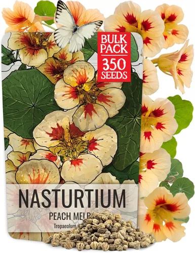 Miniatura 9 de Seed Needs Semillas de Nasturtium de Terciopelo Negro para Plantar - Semillas Herederas No Tratadas y de Polinización Abierta - Flores Comestibles