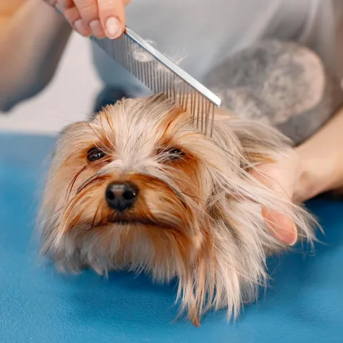 Miniatura 4 de Groomer Essentials Peine fino de 7.5 pulgadas