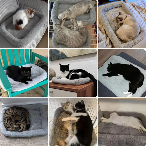 Miniatura 2 de Tapete de cama pequeño para gatos, cojín de felpa de 22 x 16 pulgadas con almohada circundante para perros pequeños a medianos, gatos, camas