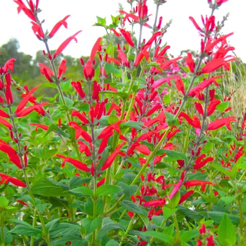 Miniatura 2 de 2 plantas vivas de salvia vibrante, plantas de salvia perennes fragantes vivas para plantación de primavera, plantación de verano, de 5 a 10
