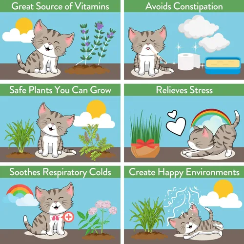 Miniatura 9 de HOME GROWN Mezcla de 2,160 semillas de plantas para gatos – Hierba gatera sin OMG, citronela, regaliz, tomillo y valeriana – Kit de recambio