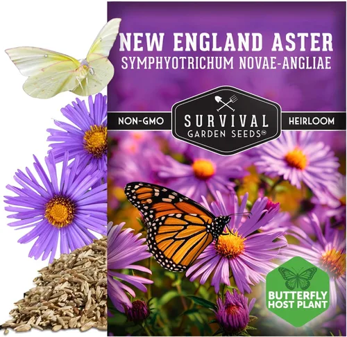 Miniatura 5 de Semillas de Jardín de Supervivencia - Semillas de Áster de Nueva Inglaterra para Plantar Flor Silvestre Perenne Púrpura Nativa Imán de Mariposas