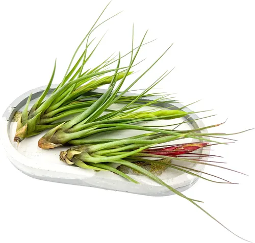 Miniatura 83 de ragnaroc Air Plants - Floración Tillandsia Bulbosa Belice, gigante de 7-9 pulgadas, 1 unidad, llegada en vivo garantizada, plantas