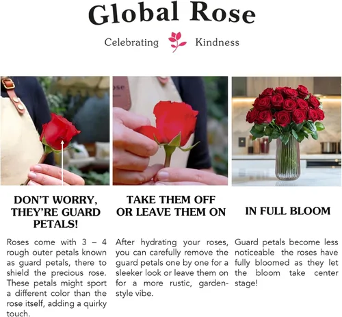 Miniatura 6 de GlobalRose Ramo de 100 Rosas Melocotón - Rosas de Origen Responsable Flores Frescas - Ramo Fresco de Flores Seleccionadas a Mano para Graduación