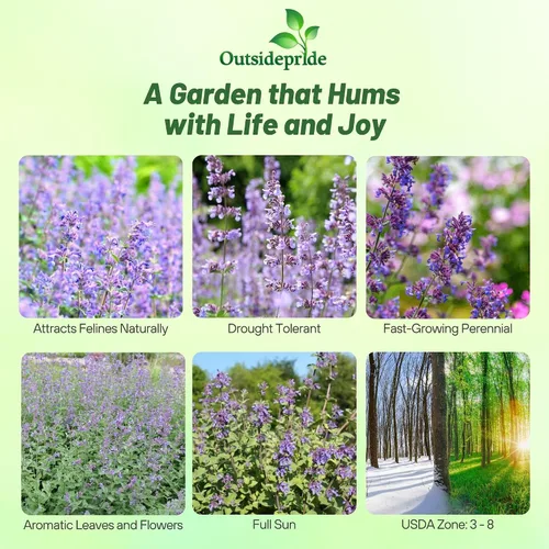 Miniatura 2 de Outsidepride Nepeta Cataria Semillas de hierba gatera para plantar, 1/4 lb. Semillas de hierbas perennes, aptas para polinizadores, tolerantes a