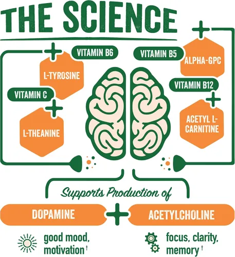 Miniatura 4 de BrainJuice Suplemento de apoyo cerebral nootrópicos, polvo sin gluten para energía y concentración, mezcla de bebida con L teanina, Alpha GPC