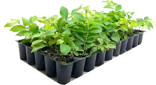 Miniatura 2 de Crape Myrtle Muskogee 10 plantas vivas Lagerstroemia Indica Hermoso árbol floreciente de lavanda de bajo mantenimiento