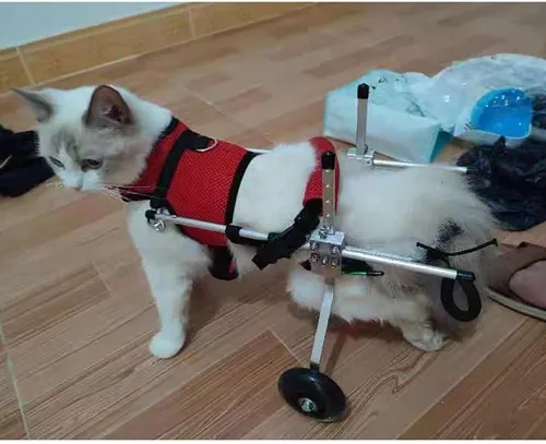 Miniatura 4 de Silla de ruedas ajustable para gatos, silla de ruedas para mascotas totalmente personalizable para perros y gatos pequeños con correa de pecho a