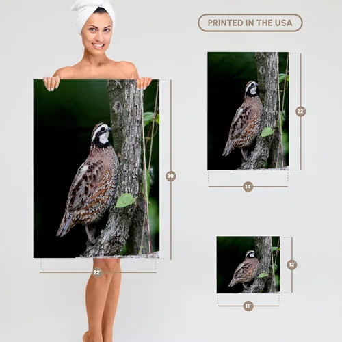 Miniatura 5 de 3dRose Northern Bobwhite Quail Male Calling, Marion Co. IL 11x12 Wash Cloth for Face and Body