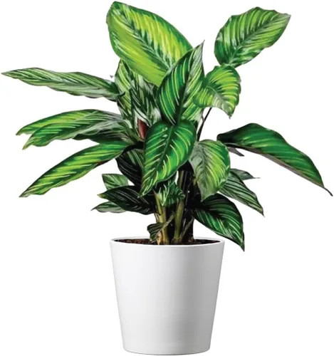 American Plant Exchange Live Calathea 'Beauty Star' - Cubierta para maceta de 6 pulgadas, planta de interior tropical apta para mascotas con hojas