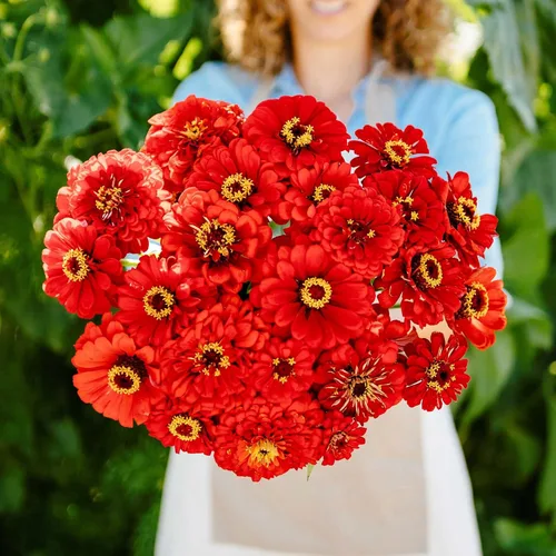 Miniatura 50 de Eden Brothers - Semillas de zinnia, cactus con flores, sin OMG, plantar en primavera, paquete, flores de bajo mantenimiento, zonas 3, 4, 5, 6, 7, 8