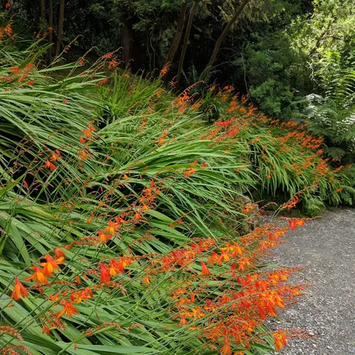 Miniatura 8 de Outsidepride Semillas de Crocosmia – 100 unidades. Semillas perennes, resistentes y fáciles de cultivar, semillas de flores para plantar flores