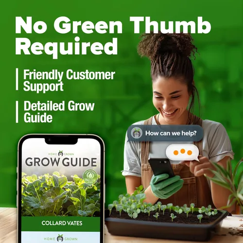 Miniatura 8 de HOME GROWN Vates Collard Green Seeds - Mezcla a granel Más de 300 semillas tradicionales sin OMG para plantación de jardín de otoño e invierno