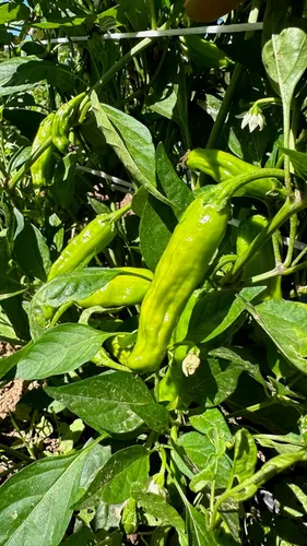 Miniatura 3 de Plant Good Seed Semillas de pimiento Shishito orgánicas, paquete de 30, semillas tradicionales para plantar verduras, suministros de jardinería