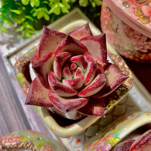 Miniatura 8 de Echeveria agavoides Romeo - Kit de suculentas, con maceta de plástico, 1 cabeza de 2 pulgadas, planta viva de 2 pulgadas, suelo comprimido y guía