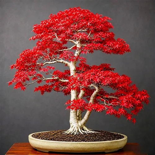 Miniatura 3 de 25 semillas de arce rojo para plantar, semillas de árbol de arce reliquia, ideales para paisajismo y bonsái