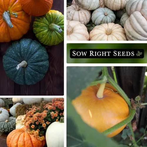 Miniatura 5 de Sow Right Seeds - Semillas de calabaza mixtas a granel para plantar - 1 onza, 140 semillas - Paquete jumbo de reliquia sin OMG - Incluye azúcar