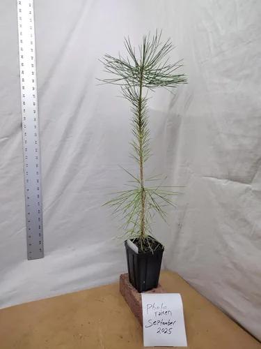 Miniatura 4 de Pino negro japonés Árbol de 1 año en maceta de vivero. Pinus thunbergii. Pino Thunbergiana. Pino verde. Listo para paisaje o bonsái