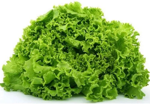 Semillas de lechuga Green Salad Bowl – Paquete de 50 semillas – Sin OGM – Una variedad tolerante al calor, lenta de atornillar, hoja de roble que