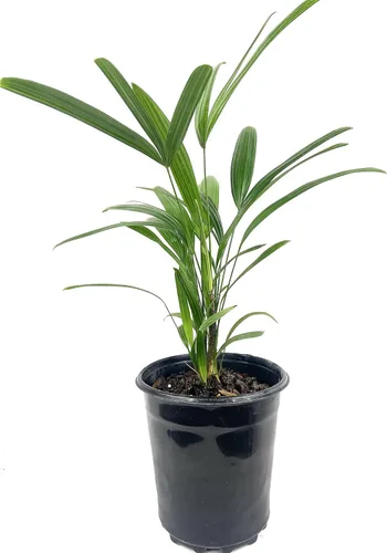 Lady Palm - Planta viva en una maceta de cultivo de 6 pulgadas - Rhapis Excelsa - Hermosa planta de interior de aire limpio para interiores y