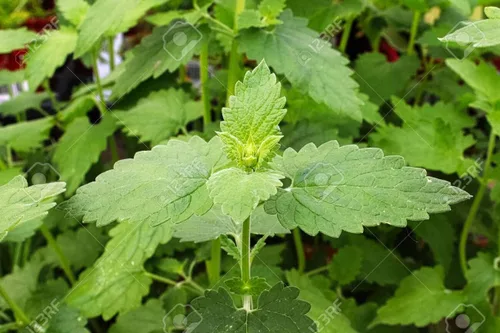 Miniatura 2 de Semillas de hierba gatera para cultivar Más de 150 semillas Los gatos se vuelven locos por esta hierba fácil de cultivar Cultivan