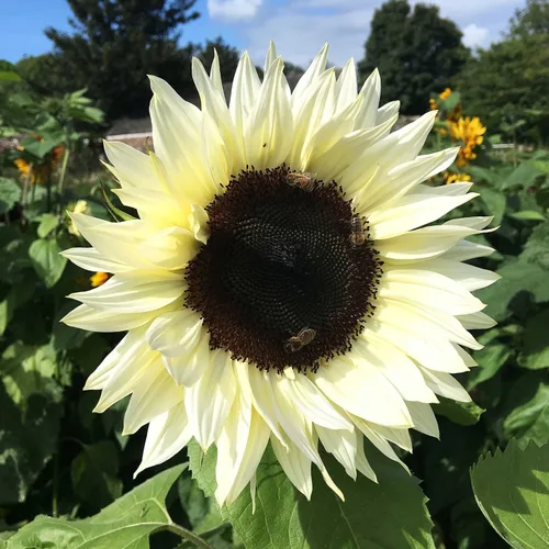 Miniatura 37 de Eden Brothers Semillas de girasol - Autumn Beauty