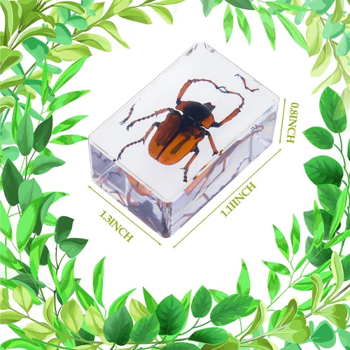 Miniatura 5 de Beeveer 9 piezas de insectos en resina, especímenes de insectos, colección de arañas, mariposas, juguetes de insectos, especímenes educativos
