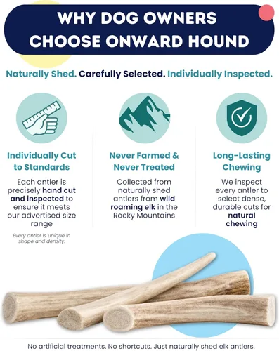 Miniatura 5 de Onward Hound Cuernos de Alce para Perros, 7"+ Grande Paquete de 3, Grado A Masticable de Larga Duración para Masticadores Agresivos, Cuerno Premium