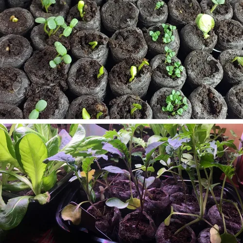 Miniatura 5 de ZeeDix 55 unidades de 1.181 in de fibra comprimida de pellets de turba, iniciadores de semillas de plantas de suelo, tapones de vivero, paleta, 300