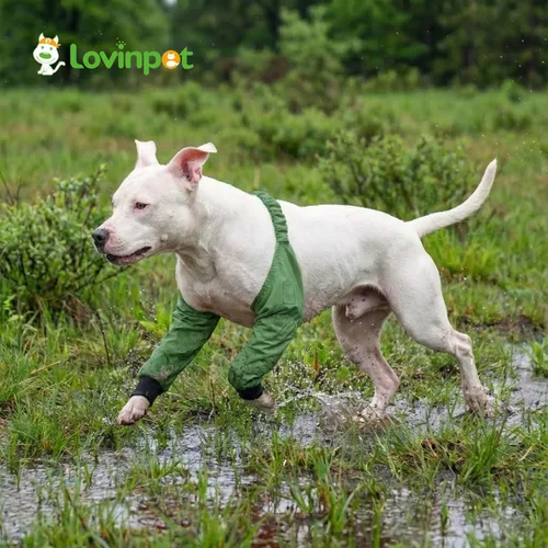 Miniatura 7 de LovinPet Mangas delanteras para perros medianos y grandes, protector impermeable para codos y rodillas, recuperación antilamientos, soporte
