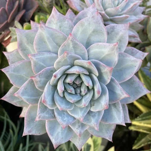 Miniatura 4 de Echeveria Suculents Plantas vivas para cultivar, suculentas de Echeveria vivas, plantas de Echeveria vivas, suculentas de Echeveria viva, pájaro