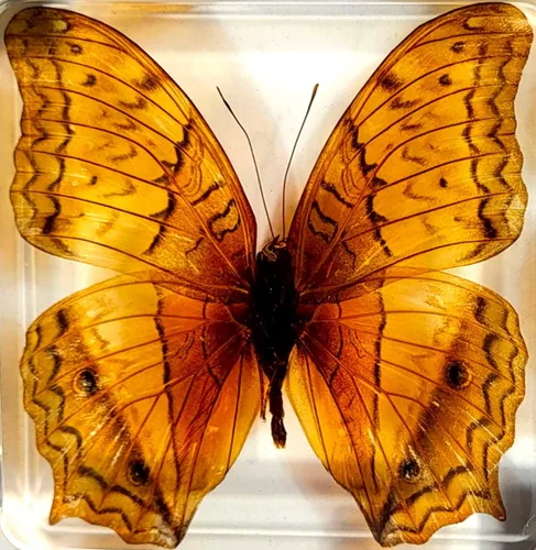 Miniatura 18 de Mariposa Bluebottle real de 2.9 pulgadas en resina de Lucite transparente, grafio, sarpedón, colección de manualidades para biología, ciencias