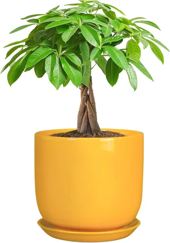 Miniatura 55 de Maceta de Cerámica para Plantas de Interior de 5 Pulgadas - Maceta Redonda para Plantas Suculentas con Agujero de Drenaje y Platillo, Decoración