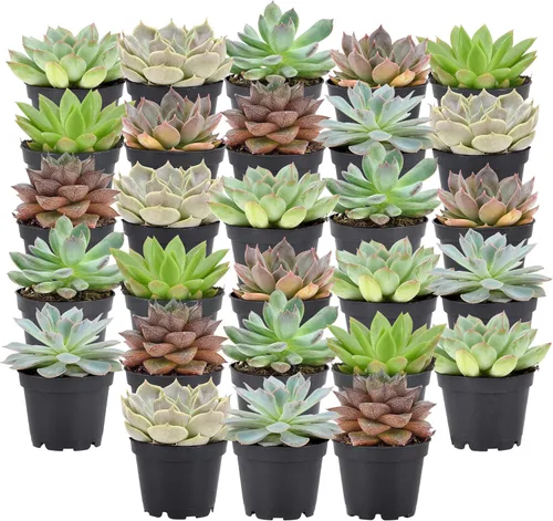 Miniatura 6 de Arcadia Garden Products Mini suculentas variadas en vivo en maceta de cultivo de 2 pulgadas, paquete de 12, verde (LV66). No se puede enviar a