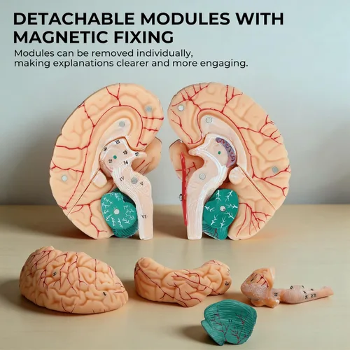 Miniatura 3 de Modelo de anatomía del cerebro humano, modelo cerebral de tamaño natural de 8 partes con estructura magnética desmontable, numeradas 32 estructuras