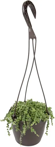Miniatura 15 de Plants for Pets - Sedum Burrito de 6", plantas suculentas cola de burro, plantas suculentas Sedum vivas, plantas suculentas para el hogar, plantas