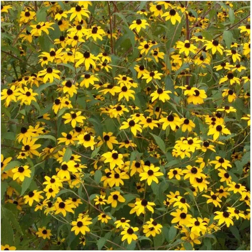 Miniatura 4 de Everwilde Farms - Semillas de flores silvestres nativas de Susan de ojos marrones de 1 onza - Gold Vault