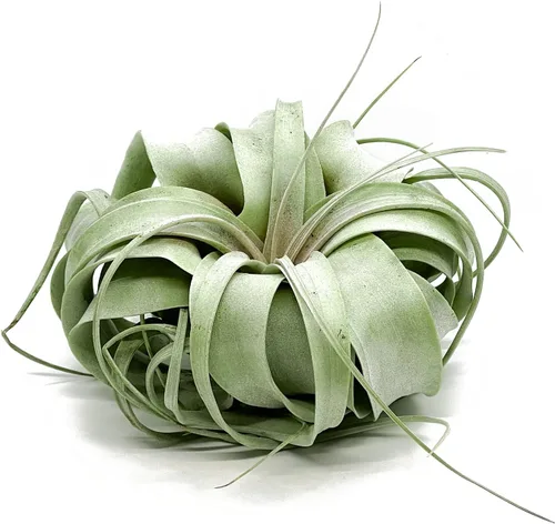 Miniatura 22 de ragnaroc Plantas de aire – Tillandsia Xerographica, gigante de 9-14 pulgadas – 1 unidad – Llegada viva garantizada – Plantas