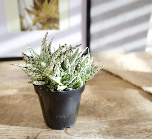 Miniatura 7 de Plantas suculentas de aloe vivo (paquete de 3), plantas suculentas viven en tierra para macetas, plantas suculentas en maceta, plantas vivas de Negro