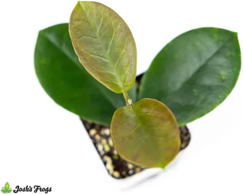 Miniatura 2 de Josh's Frogs Hoya - Planta de cera (flor de cera común)