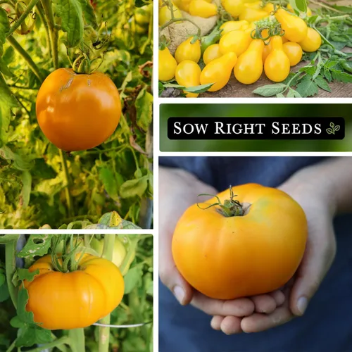 Miniatura 4 de Sow Right Seeds - Colección de semillas de tomate amarillo y naranja para plantar - Brandywine, Jubilee, Kellog's Breakfast, pera amarilla y cereza