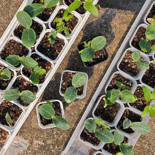 Miniatura 7 de Paquete de 200 macetas cuadradas de plástico negro de 1.95 pulgadas para vivero y plántulas, mini maceta de trasplante con orificio de drenaje